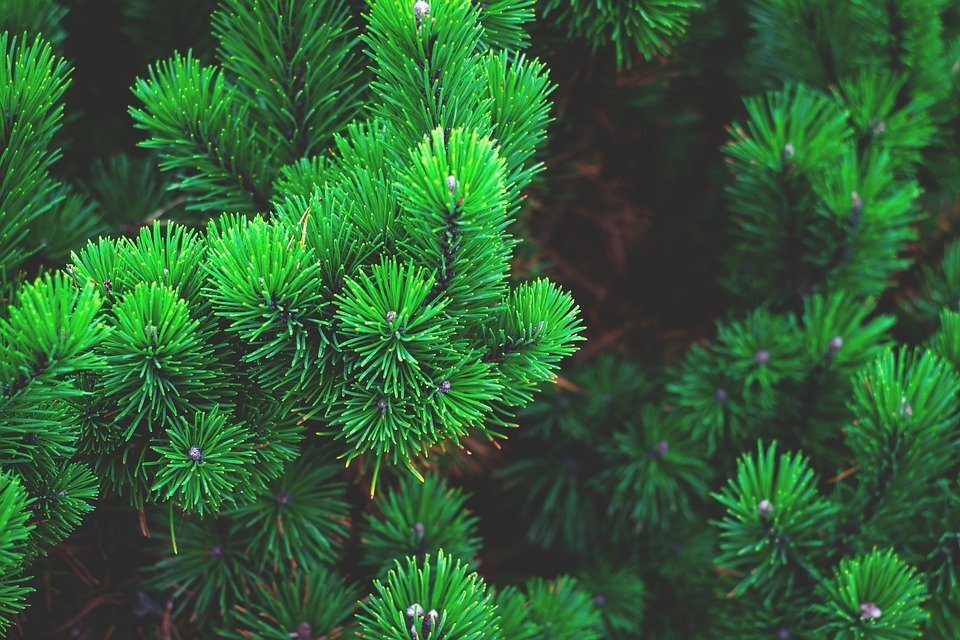 https://cdn.pixabay.com/photo/2016/12/05/16/46/pine-1884335_960_720.jpg