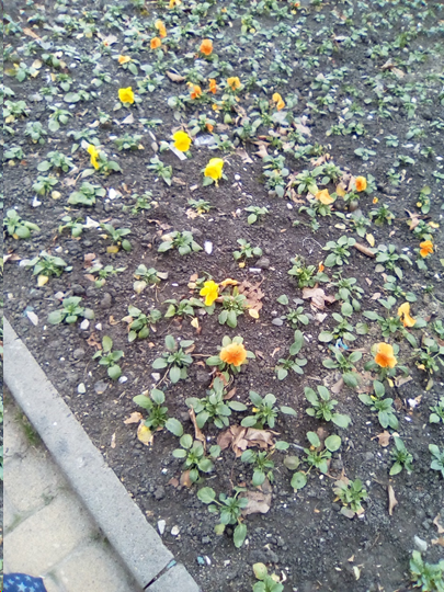 Свежие посадки цветов.