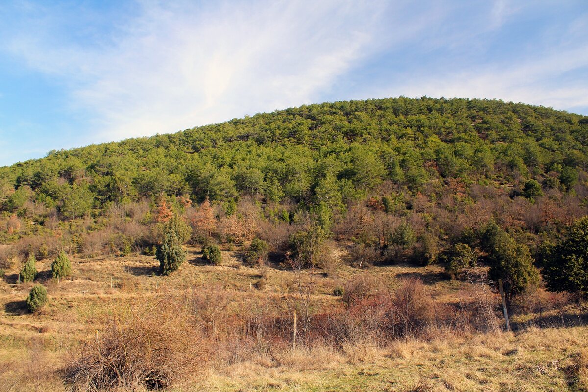 Лес возле Черноречья. Смешанный - хвойно-лиственный.
