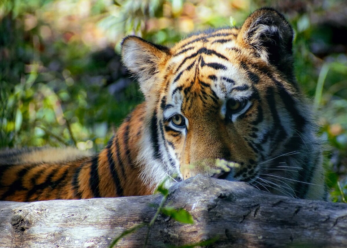 Фото: Виктор Никаноров