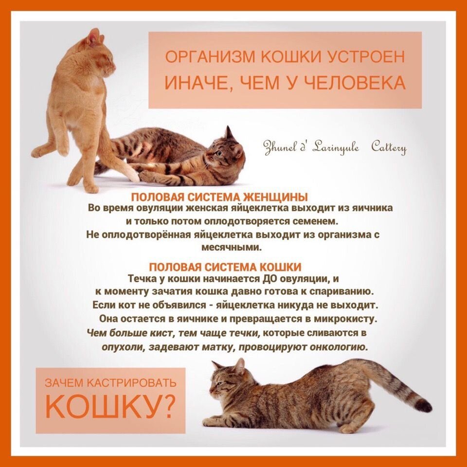 Половая система женщины и кошки