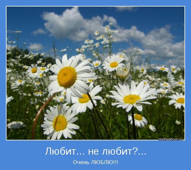 Говорят кто любит ромашки у того добрая душа картинки