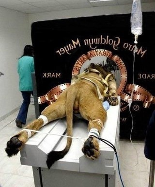 Картинка привязанного льва (яндекс.картинки)