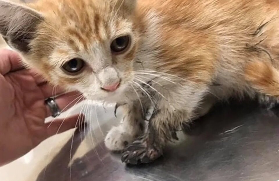 Фото: Justin, Kristin LaRose @fur_force_five