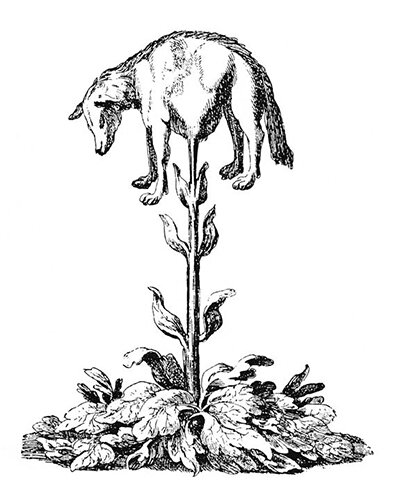 Йоханнес Зан. XVII век. https://commons.wikimedia.org/wiki/File:Vegetable_lamb_(Lee,_1887).jpg