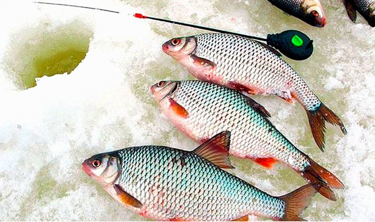 Бесплатная наживка