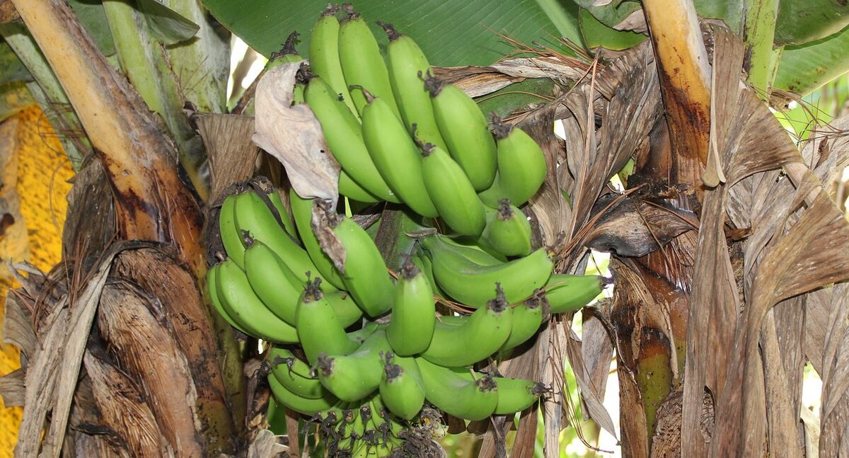 Зелёные бананы