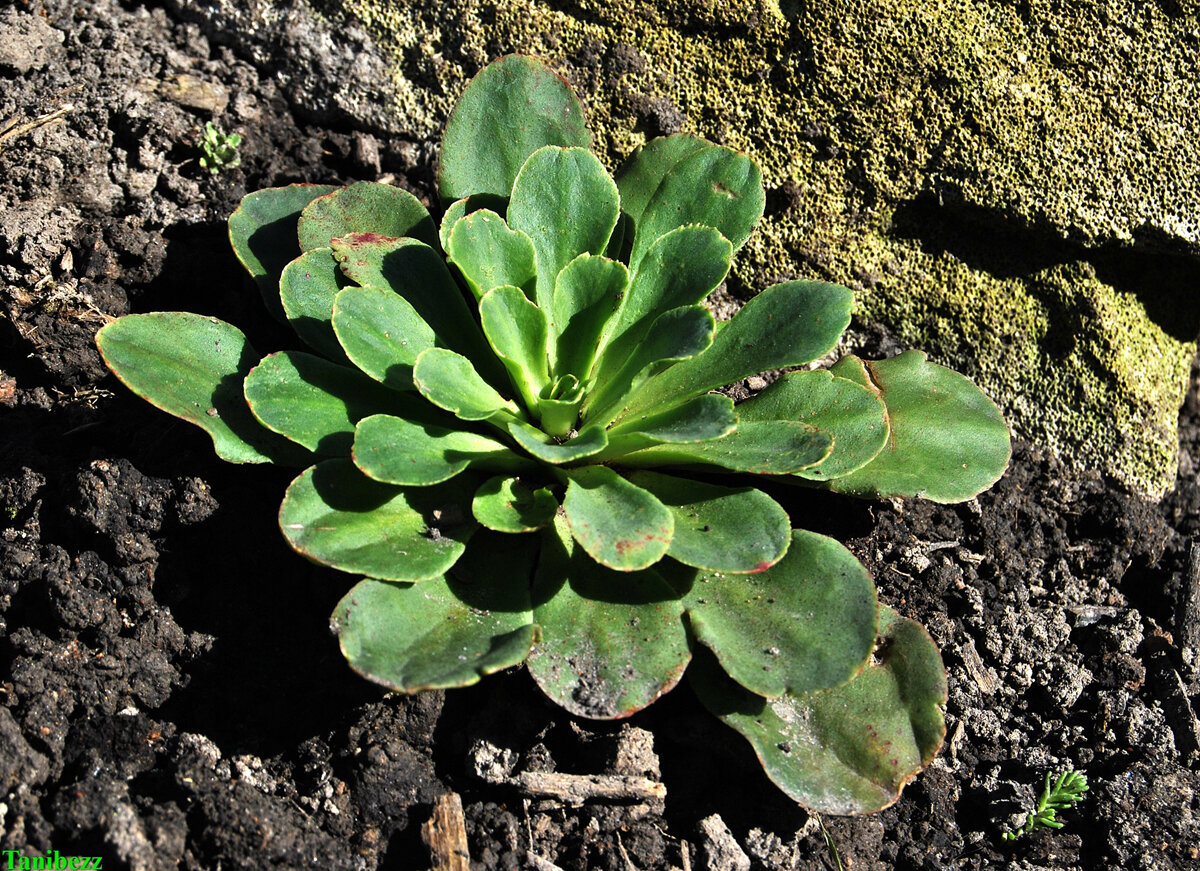 Левизия / Lewisia (Осень 2016)