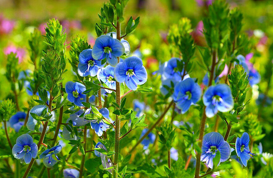 Вероника дубравная