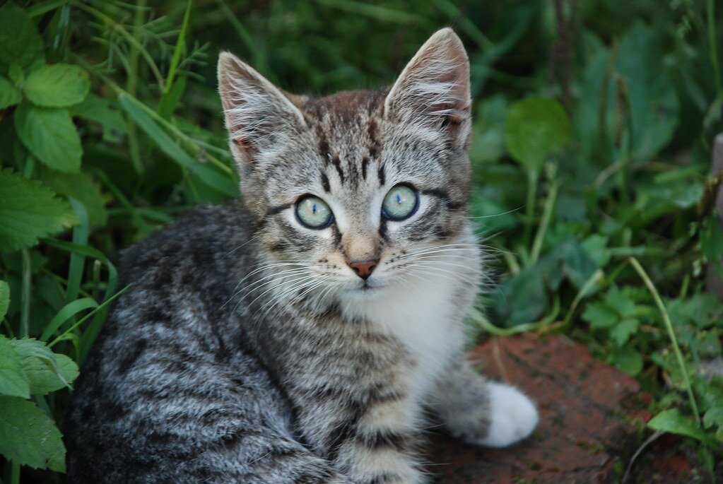 Котенок обыкновенный, усатый-полосатый.