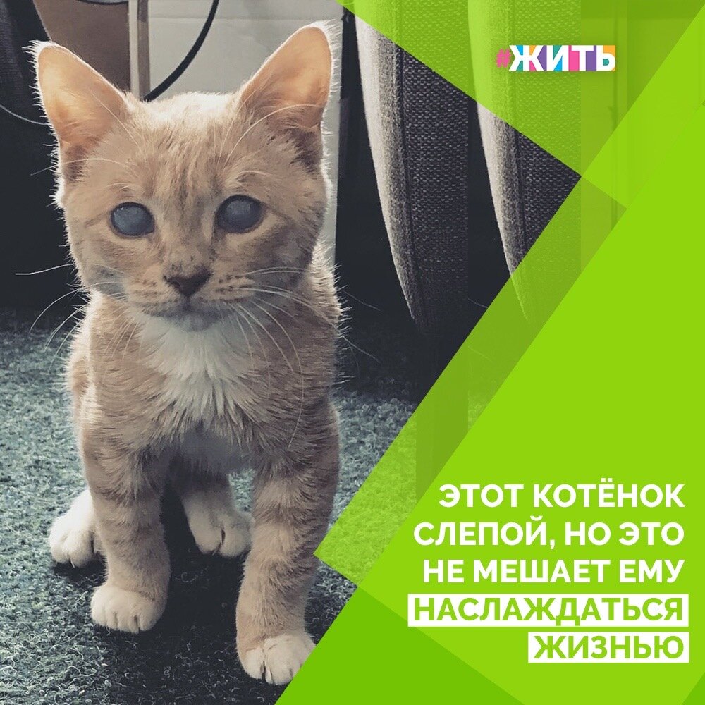 Котёнку Манчи 7 месяцев и он весит 1,7 кг. В сентябре 2019 года Манчи попал в ветеринарную клинику, где работает его нынешняя хозяйка. Котёнку было около 3 или 4 недель, девушка считает, что его бросили из-за мутных глаз, хотя он прекрасно ориентируется в пространстве, несмотря на слепоту🐈

Как бы то ни было, она очень рада, что у неё есть друг - маленький пушистый комочек, который любит внимание и обнимашки. Ну, а Манчи точно повезло иметь такую заботливую хозяйку. Здоровья тебе, пушистое счастье!🙌

#жить #проектжить #животные #добро #дружба