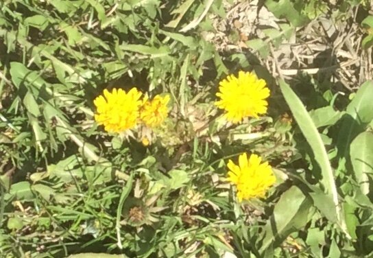 Одуванчики у забора в только что показавшейся траве