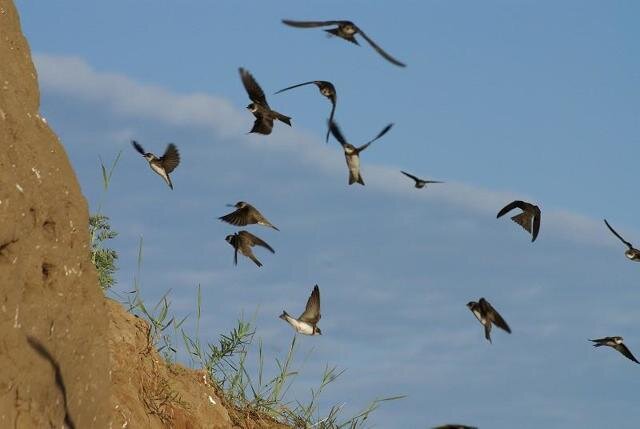 Если ласточки летают низко – ждите дождя.