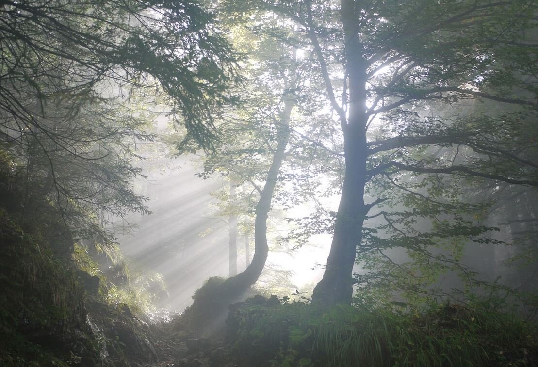 В туман оврага лучше не заходить