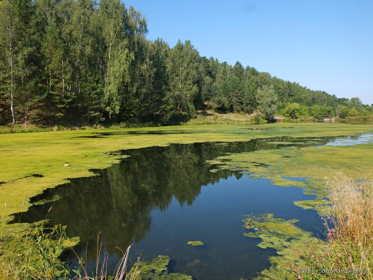 Ряска на озере фото