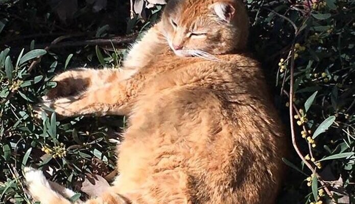 Кот Чито. Источник фото: koteiki.com