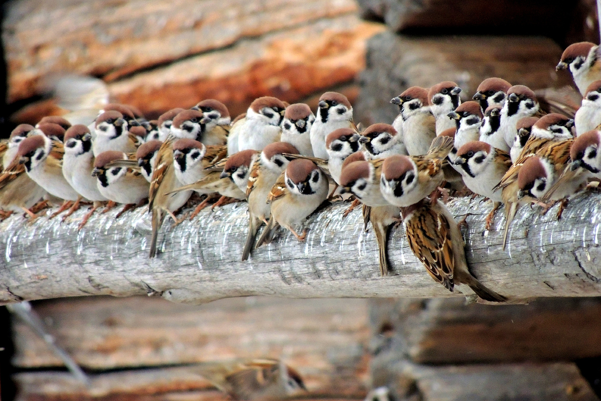 А вот и они!