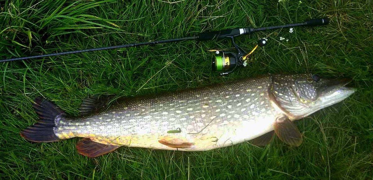 Серьёзная проверка. Щука 8.300  