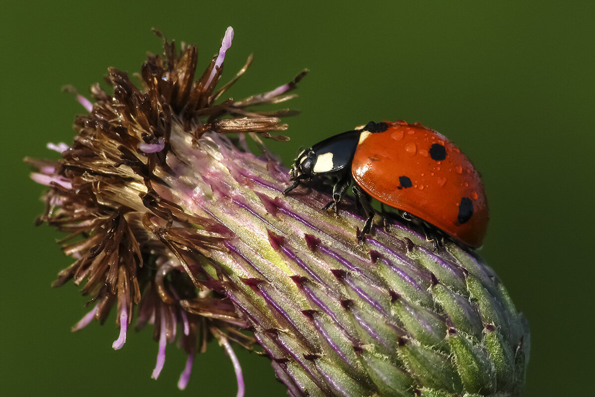 Предостерегающая окраска семиточечной коровки (Coccinella septempunctata)