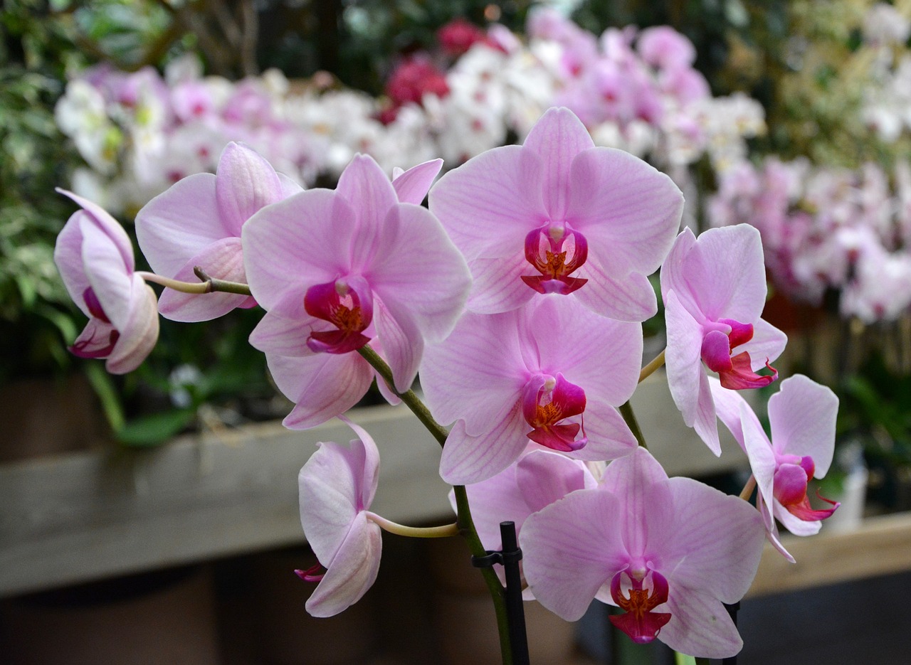 Цветы орхидея бабочка. Орхидея Phalaenopsis Kellion. Фаленопсис Менкар. Фаленопсис Замбези. Орхидея фаленопсис Вашингтон.