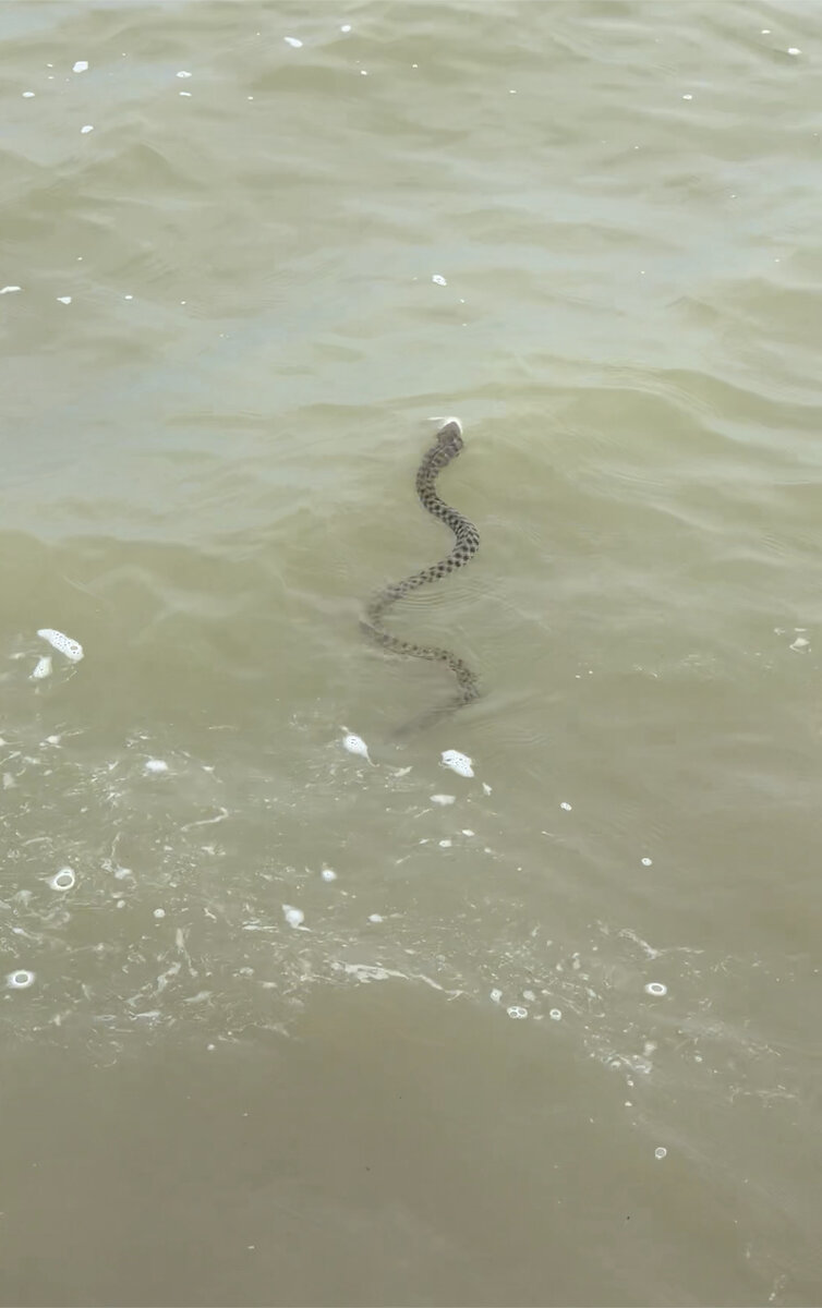 Змеи в анапе в море. Водяной уж бычколов. Гадюка Азовская. Морская змея в черном море Анапа. Водяной уж Краснодарский край.