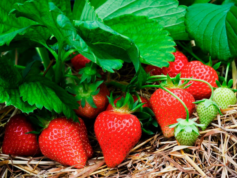 Уход за клубникой во время цветения и плодоношения