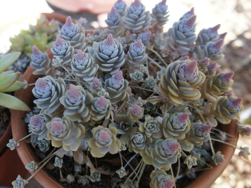 Зацветающий Горноколосник Иваренге