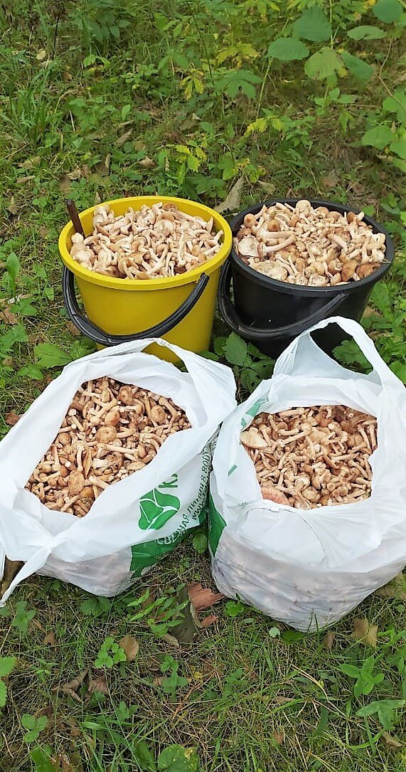 сбор грибов