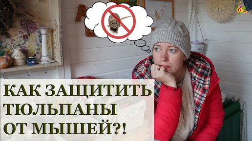 Как защитить тюльпаны от мышей? Все способы, которые я проверила!