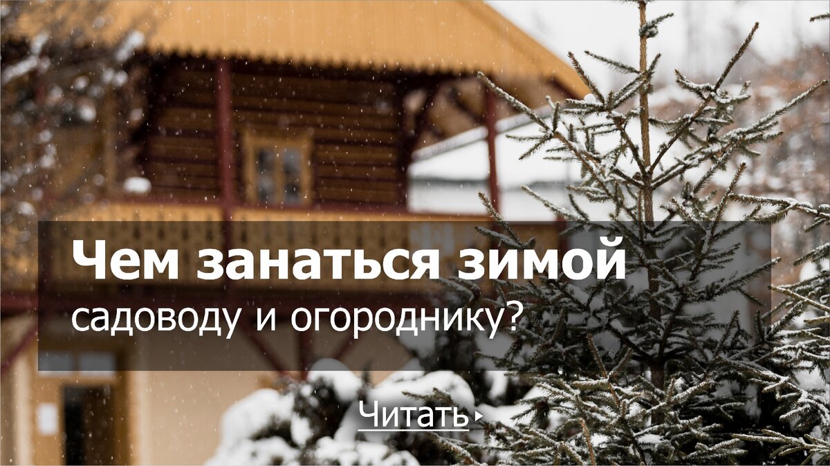 Чем заняться зимой садоводу и огороднику?