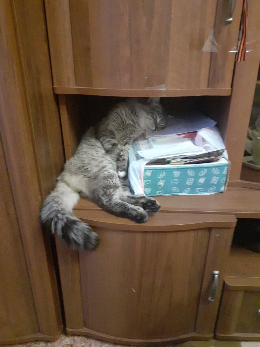 Спать захочу, везде усну