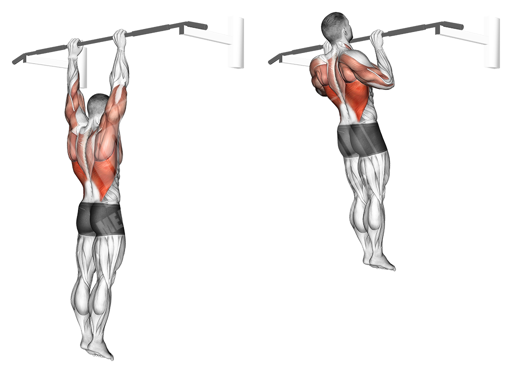 Анатомия при подтягиваниях