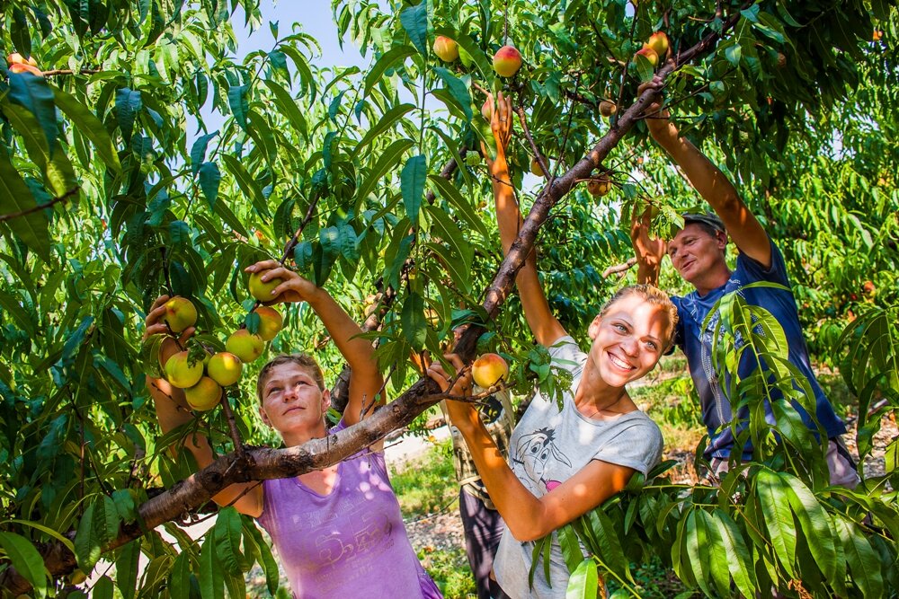 Сбор урожая