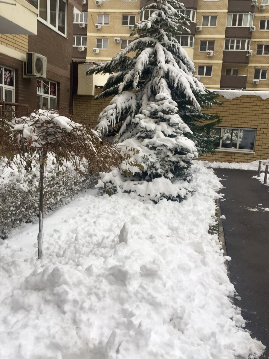 На Кубани пошёл снег! Оставила свой дом в станице, что бы полюбоваться  заснеженным Краснодаром. | Деревенская Казачка | Дзен