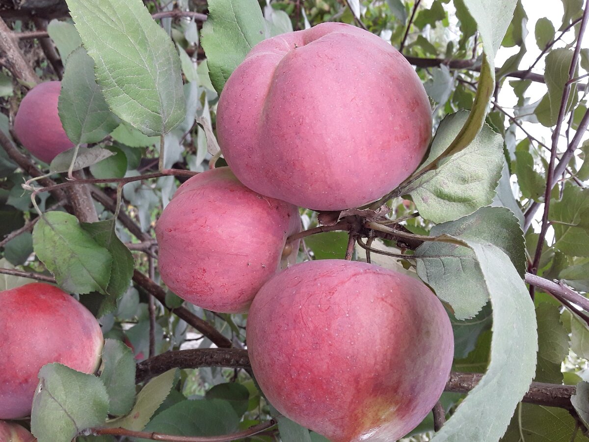 Грамотная посадка деревьев и кустарников отблагодарит хорошим урожаем.