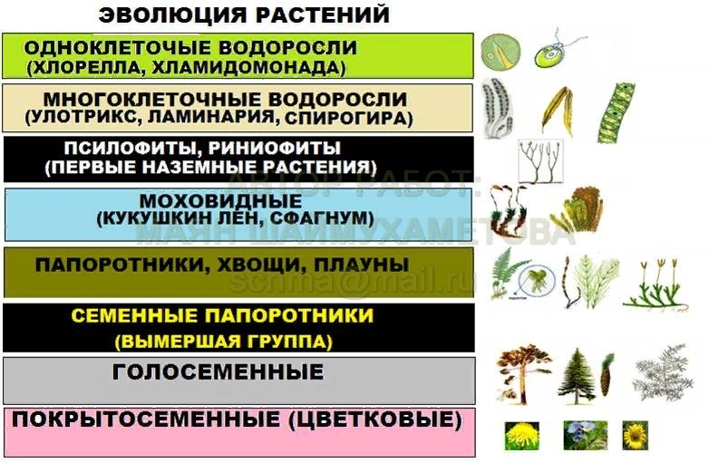 Эволюция водорослей. Одноклеточные и многоклеточные растения. Направления эволюции цветка. Появление цветка направление эволюции.