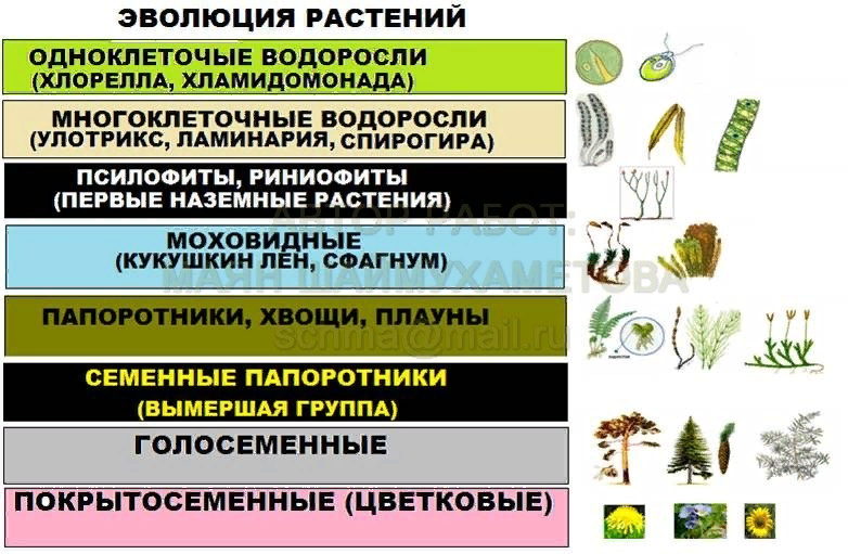 Установите правильную последовательность появления растений. Схема эволюционных преобразований у растений. Процесс эволюции растений. Эволюция. Растения. Этапы эволюции растений