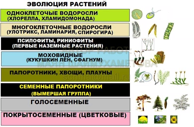 Какие признаки лежат в основе систематики водорослей. Схема эволюционных преобразований у растений. Процесс эволюции растений. Эволюция. Растения. Этапы эволюции растений.