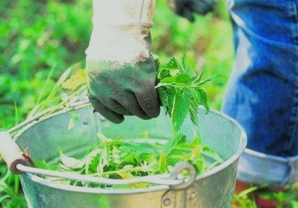 Da secoli le persone utilizzano fertilizzanti naturali per produrre raccolti più grandi, più forti e, soprattutto, più puliti. Quindi, i 7 migliori fertilizzanti organici che puoi preparare in casa.-3