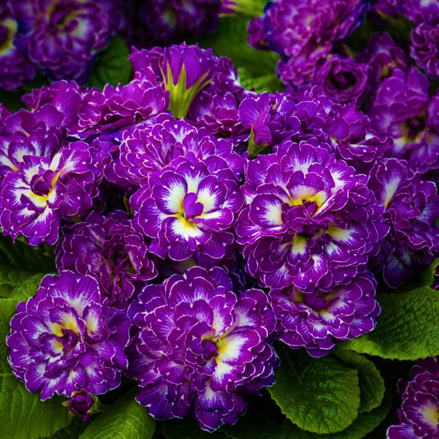  Примула серии «Балерина» сорт Пурпл Давн. Фото с сайта: https://clck.ru/TH2jR.