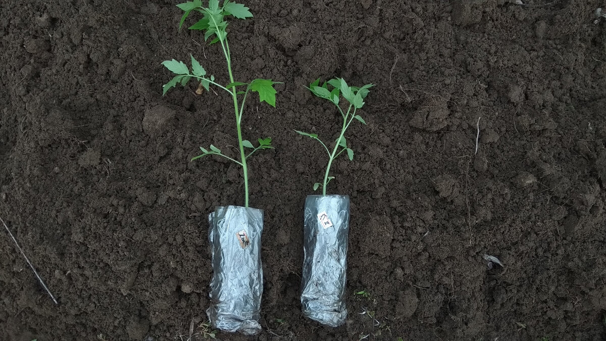 Томаты по методу Керимова перед посадкой. 