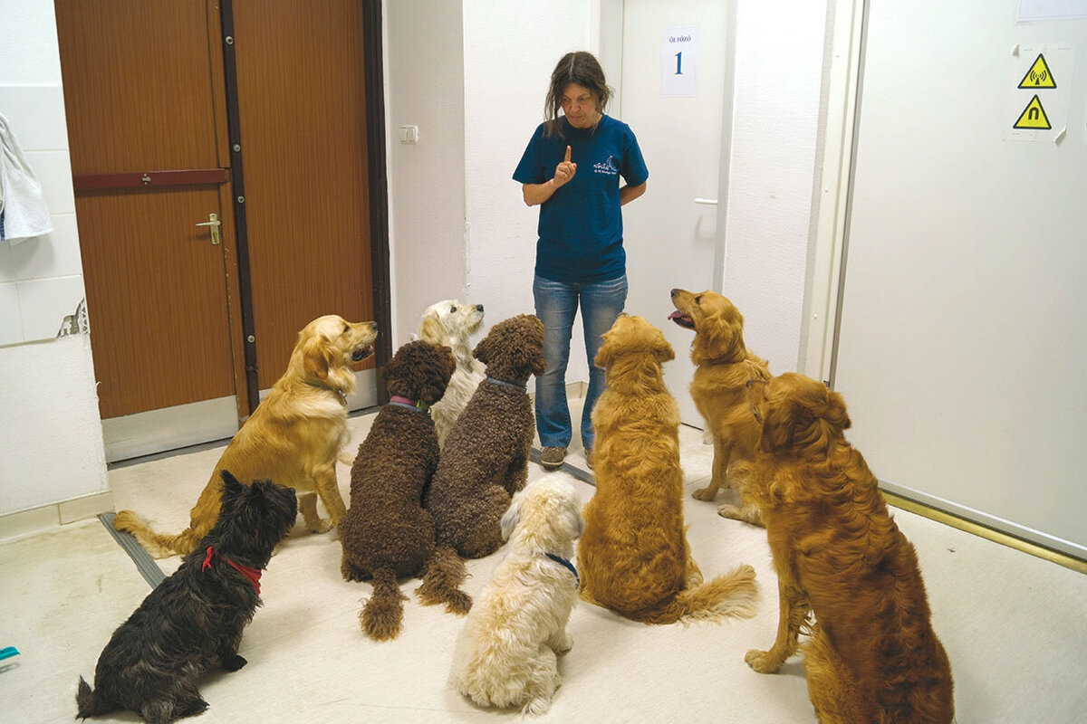 Собаки точно понимают человека