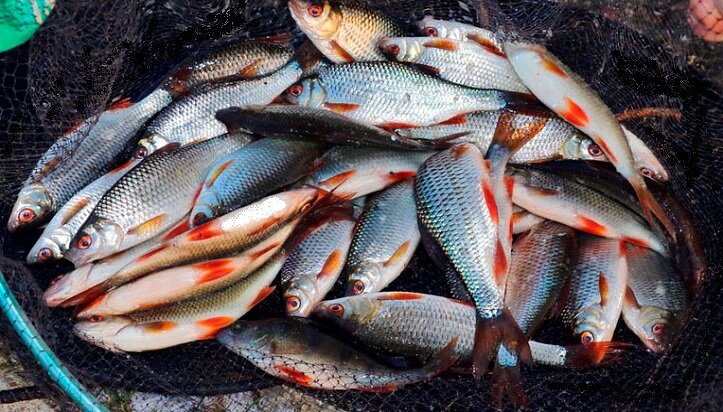 Летняя ловля плотвы