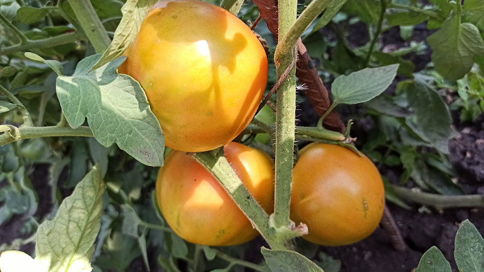 Личный архив