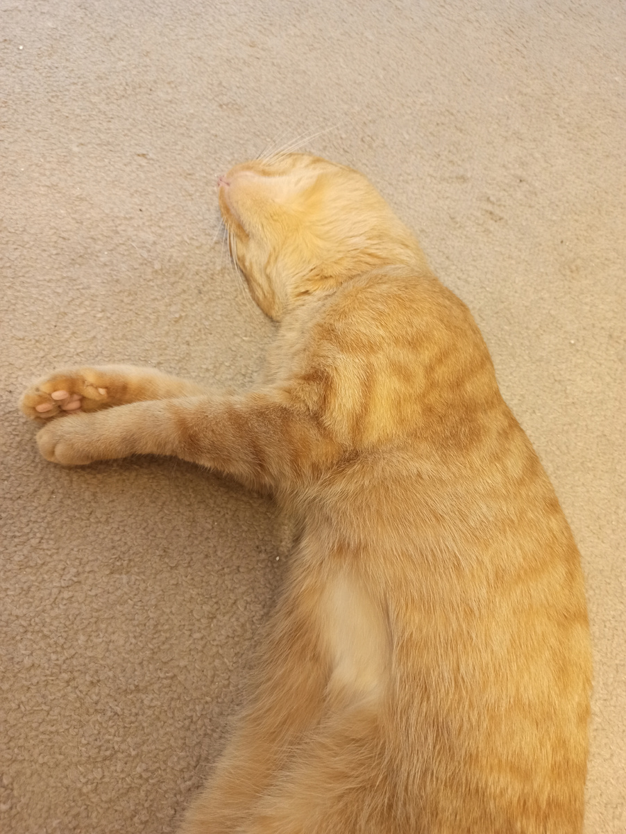 Мурчать и ещё раз мурчать