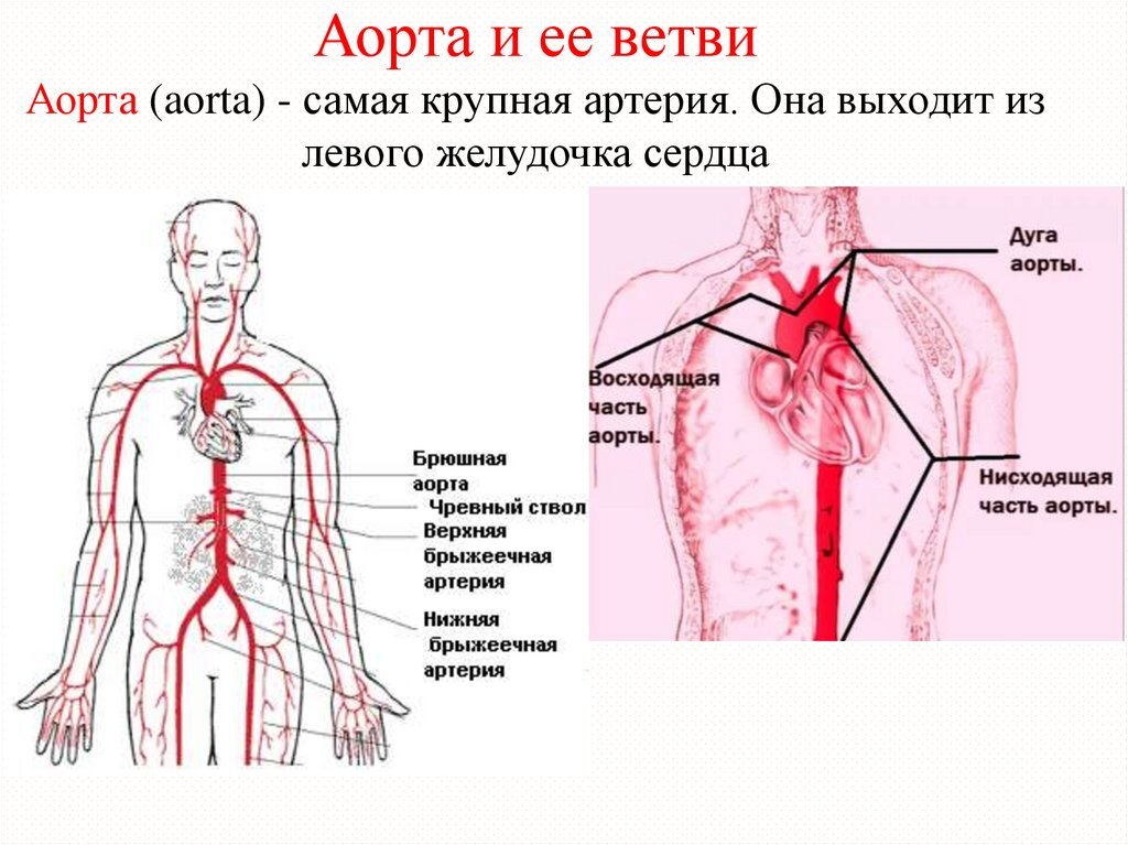 Атеросклероз аорты что это. Крупные артерии. Конечные ветви аорты. Сердечно-сосудистая система аорта. Аорта это самая крупная артерия.