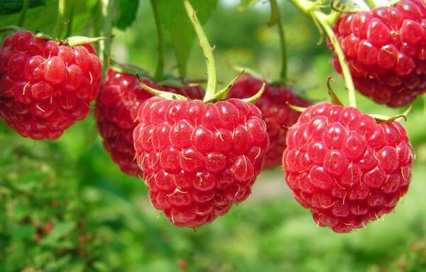 Подкормка малины после обрезки