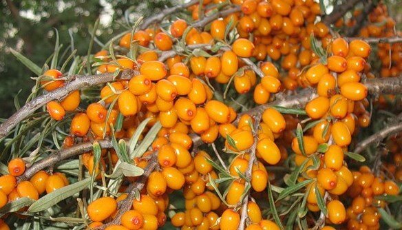 Не колючая облепиха Алтайская с ананасным запахом ягод.