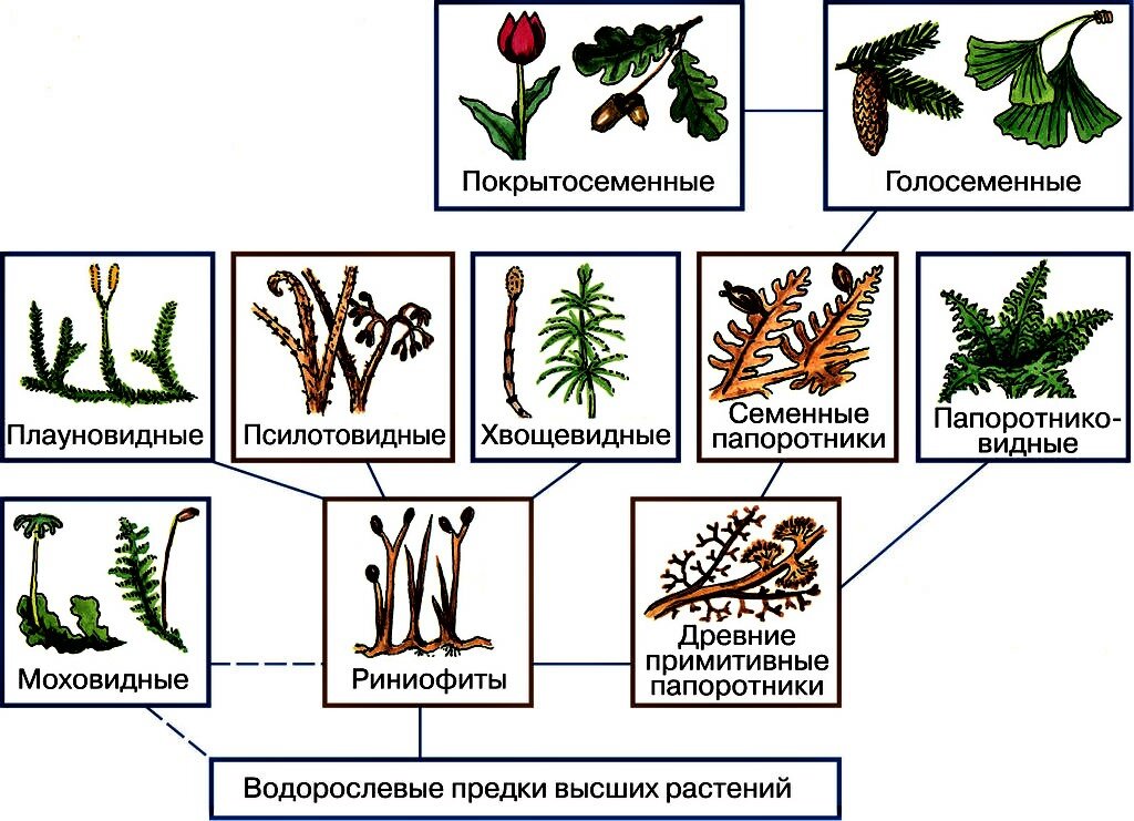 Лисички Покрытосеменные растения