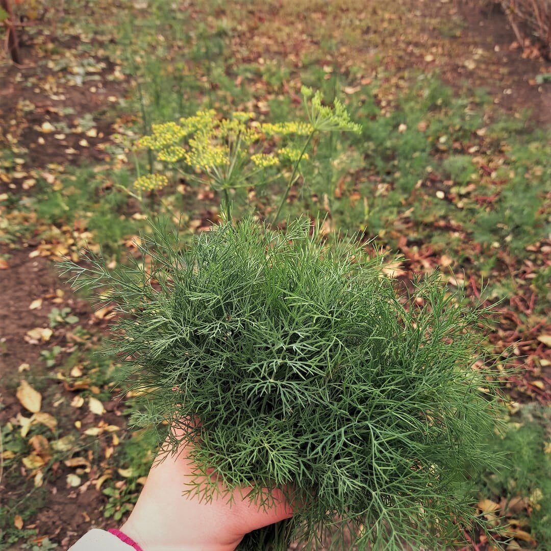 Зелень можно весь сезон выращивать - я просто сею несколько раз за сезон. Самую раннюю снимаем с озимых посадок. И до сих пор есть урожай)